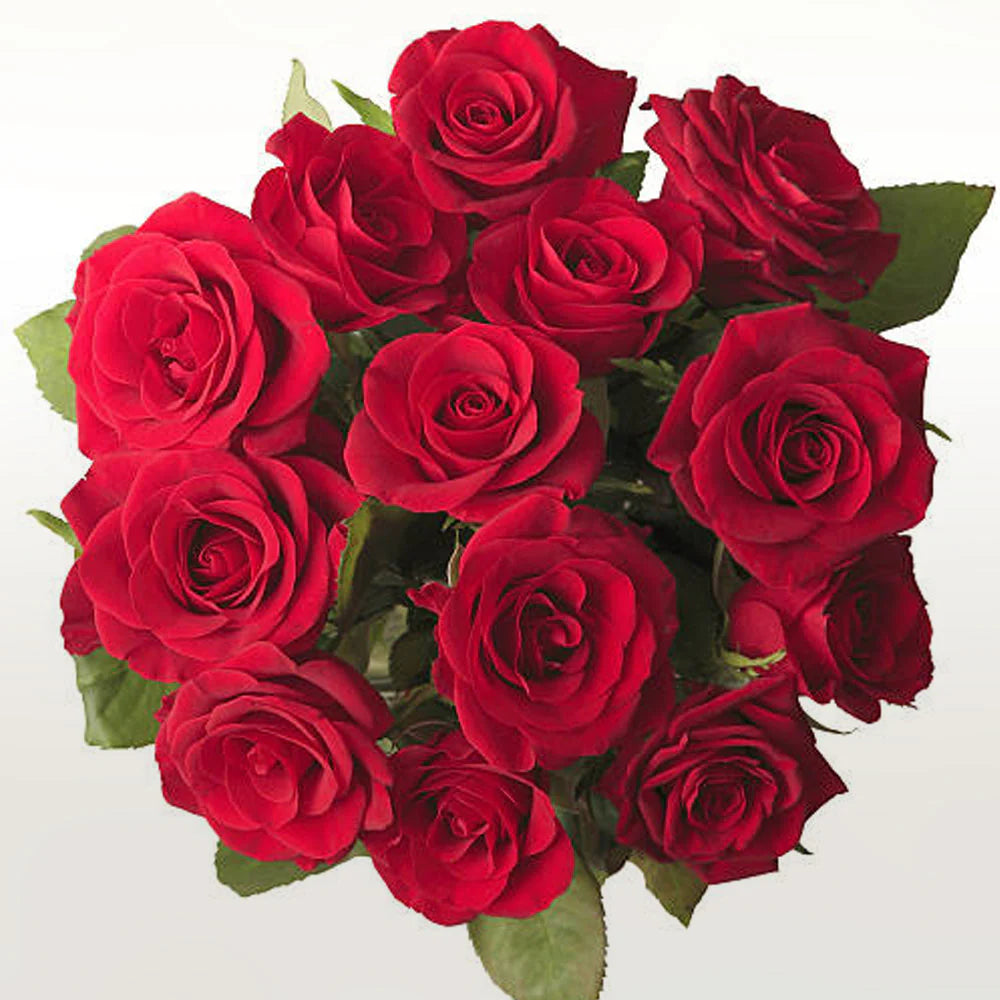 Dozen Roses - 12 long stem roses