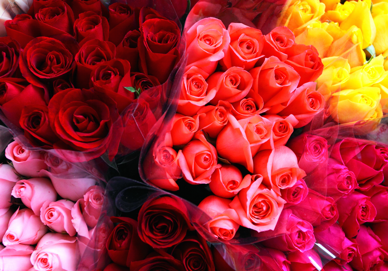 Dozen Roses - 12 long stem roses