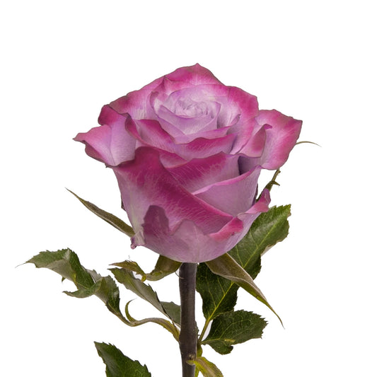 Double Dozen Roses - 24 long stem roses