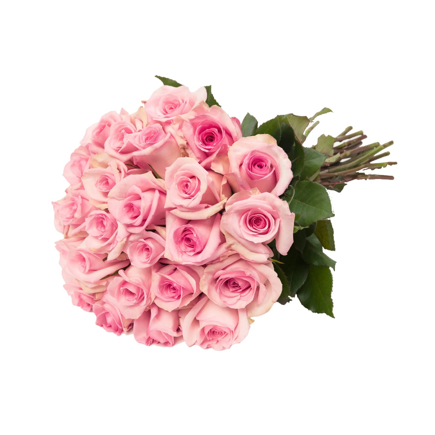 Double Dozen Roses - 24 long stem roses