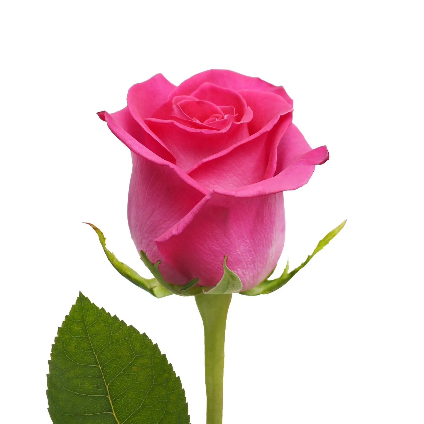 Double Dozen Roses - 24 long stem roses