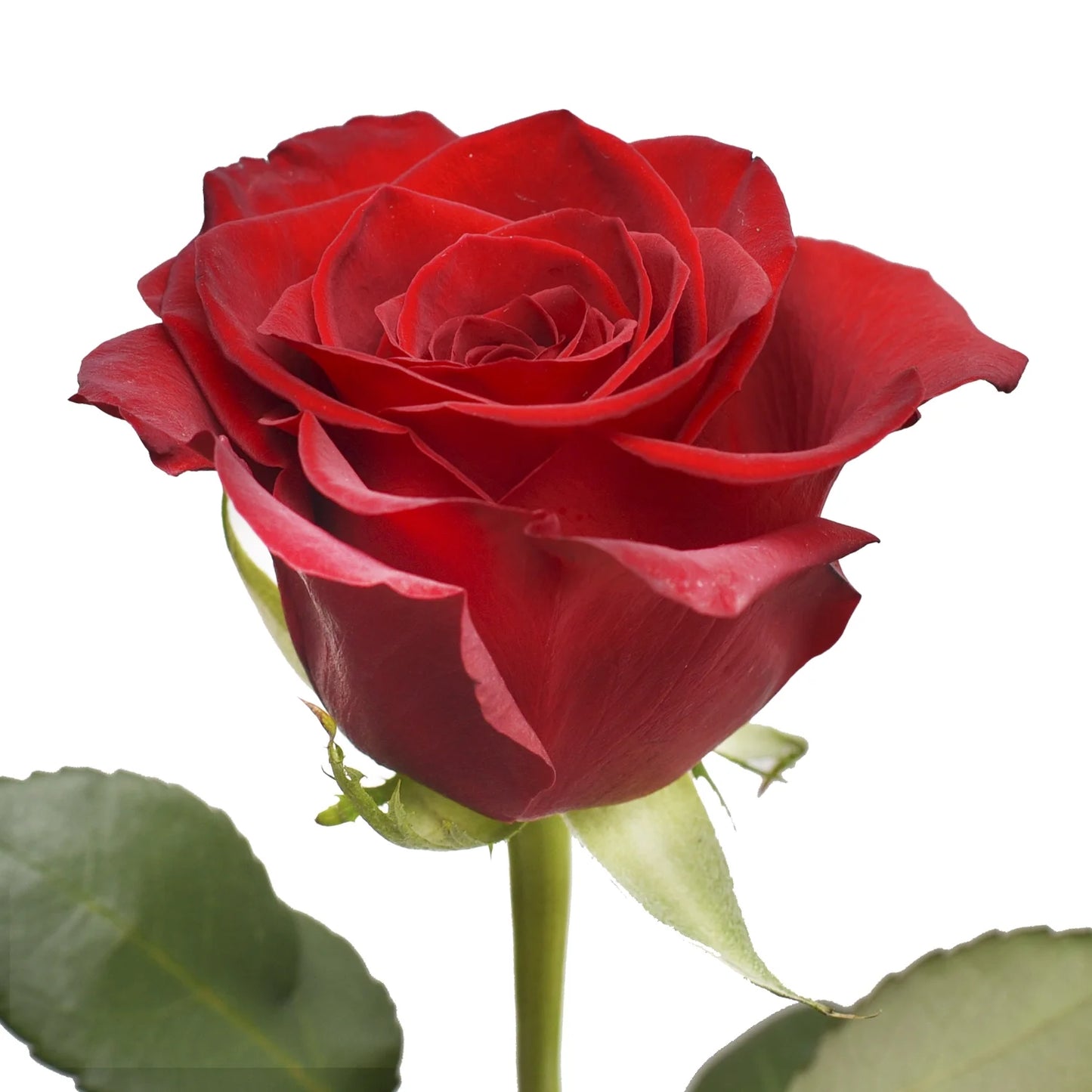 Double Dozen Roses - 24 long stem roses