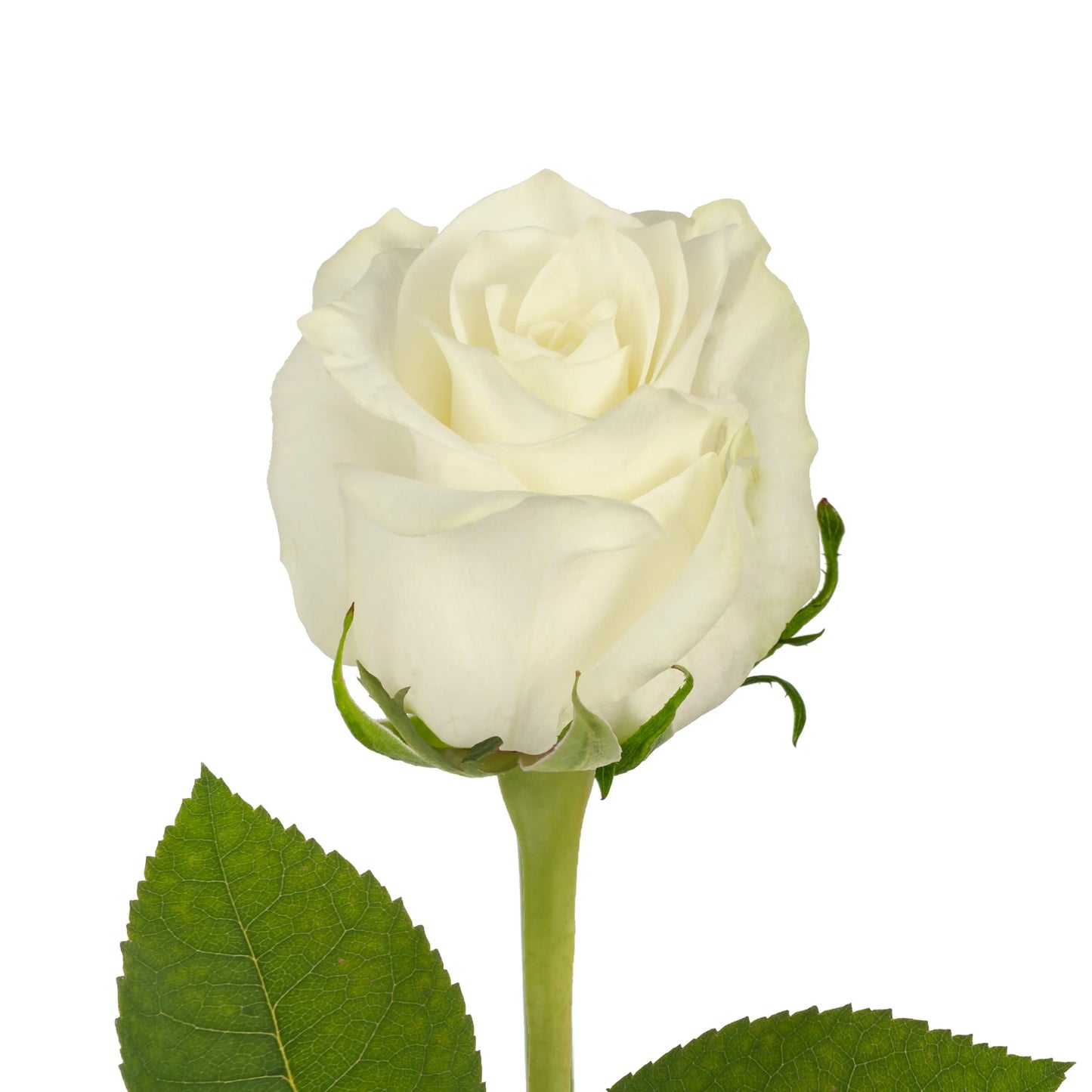 Double Dozen Roses - 24 long stem roses