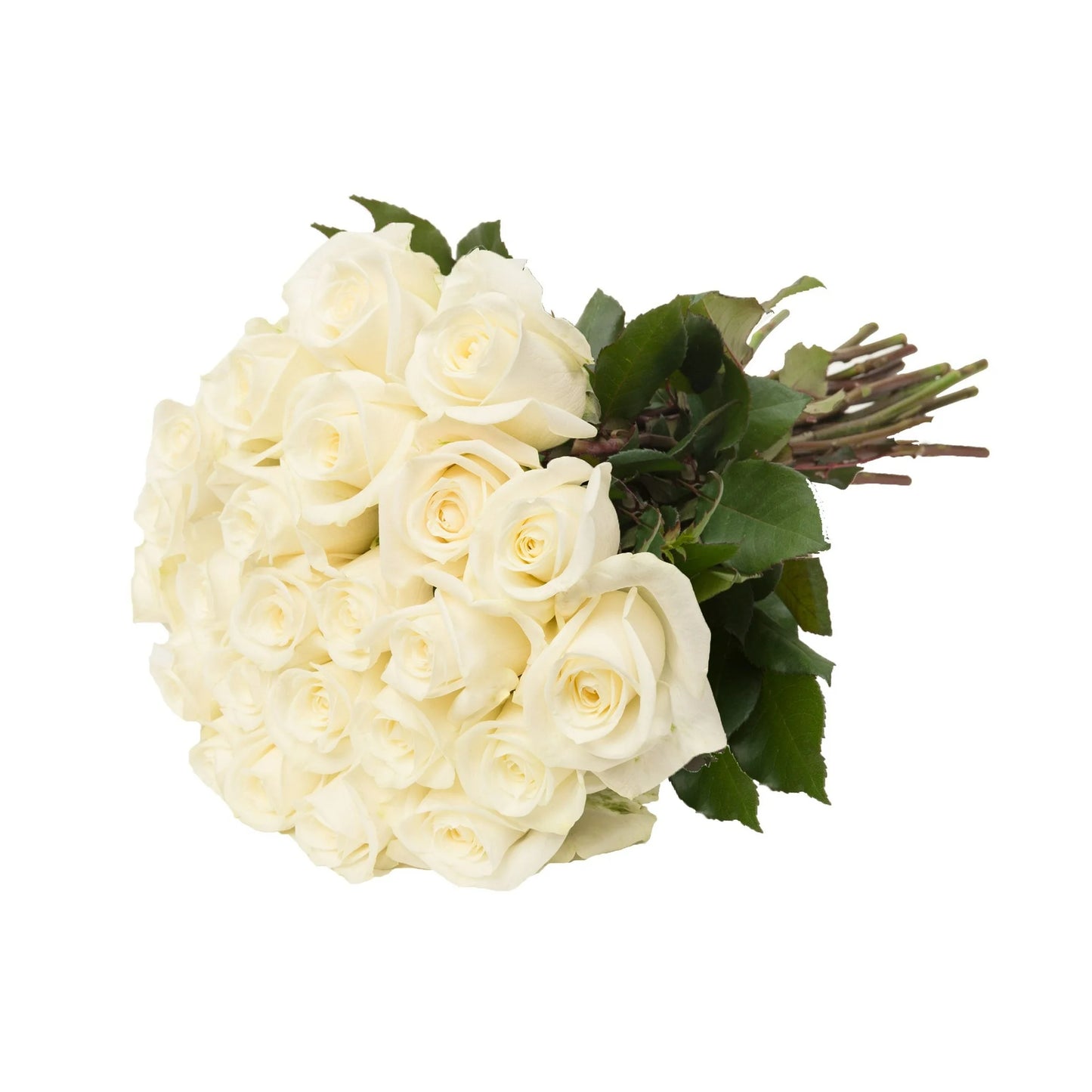 Double Dozen Roses - 24 long stem roses