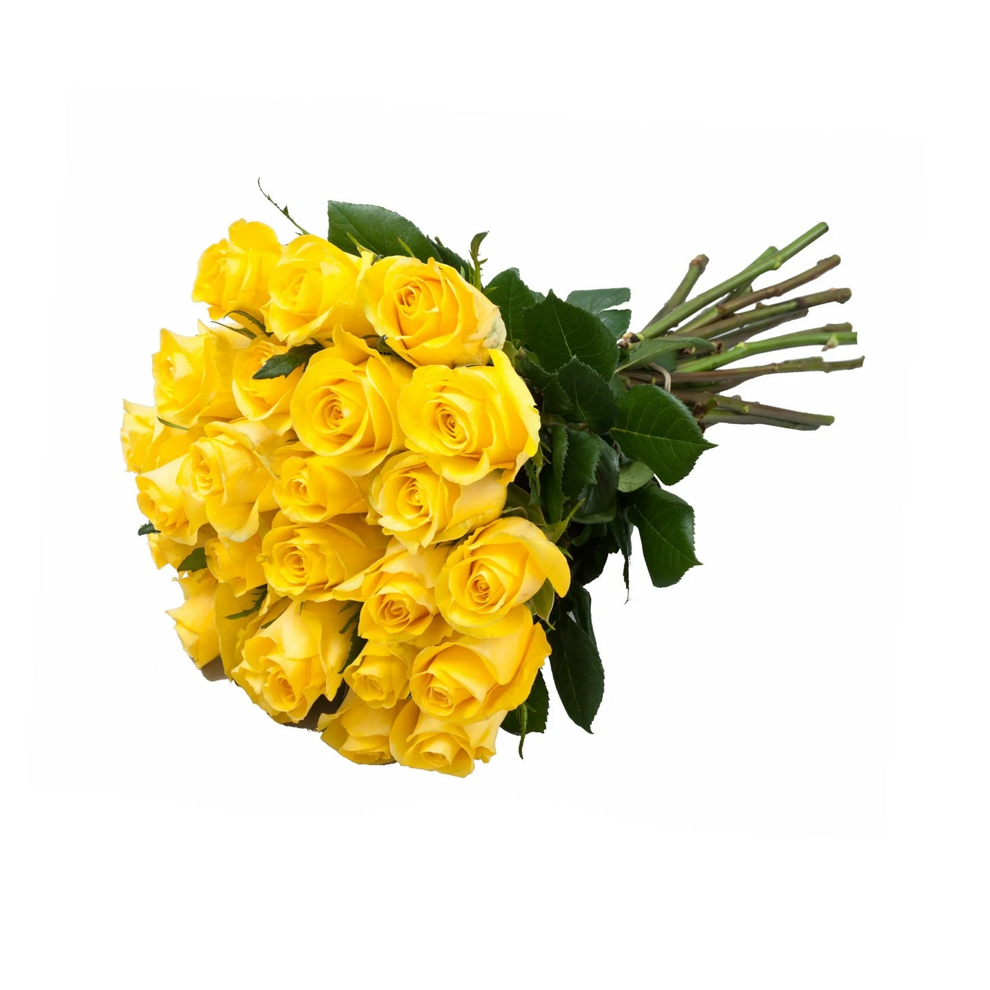 Double Dozen Roses - 24 long stem roses